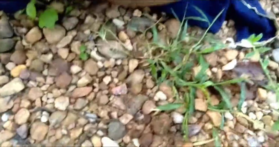 Indian desi aunty show our hot hairy pusssy our husband wents to sex in outdoor screenshot 4